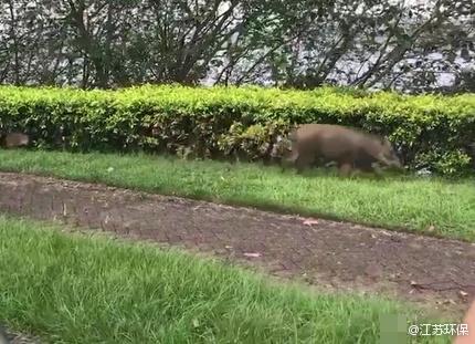 仁果类水果 第113页