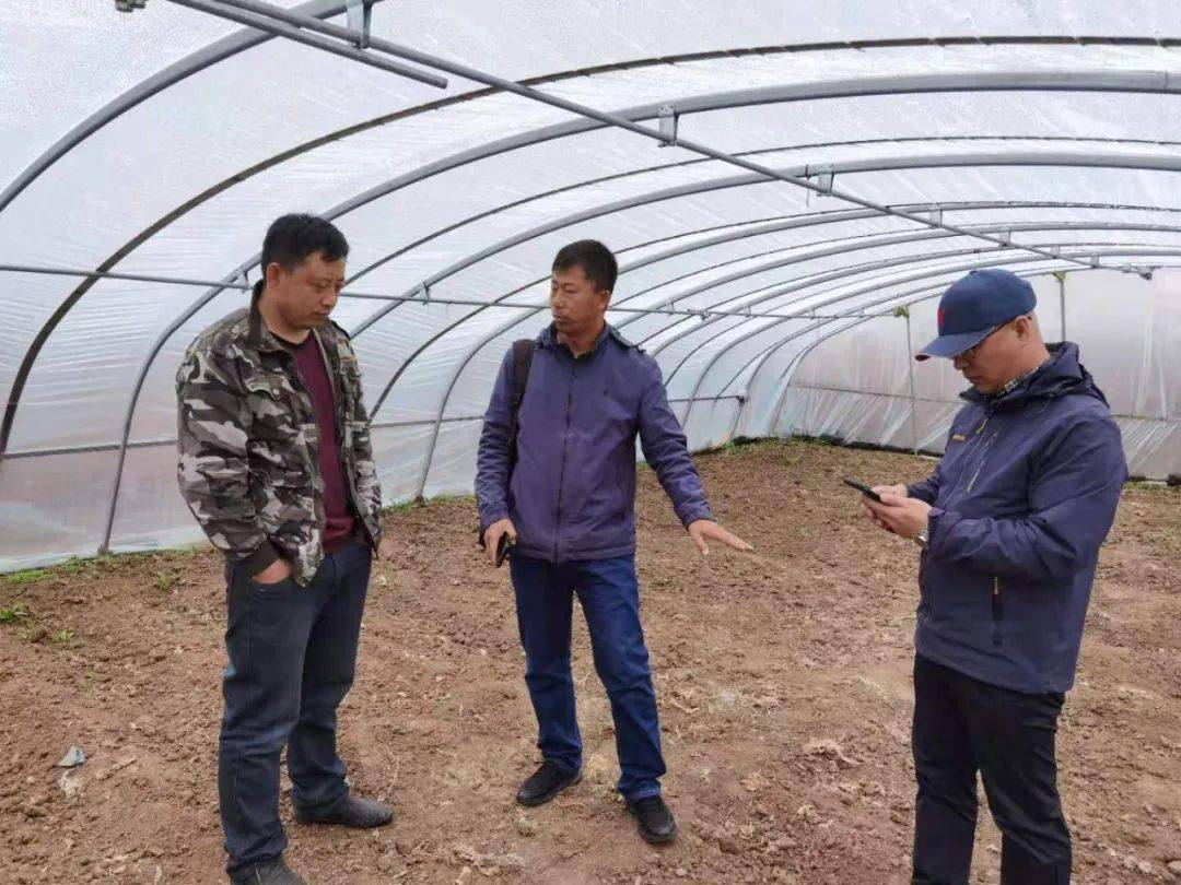 茶叶种植管理 第17页